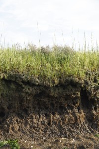 whatisasaltmarsh