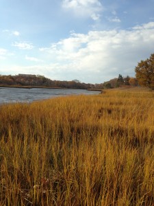 Pickman Marsh, Salem, MA. Spartina Alterniflora going to seed. 