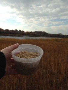 Seeds of Spartina Alterniflora gathered on a Sunday morning in Salem.  Seeds still there as of mid-November!
