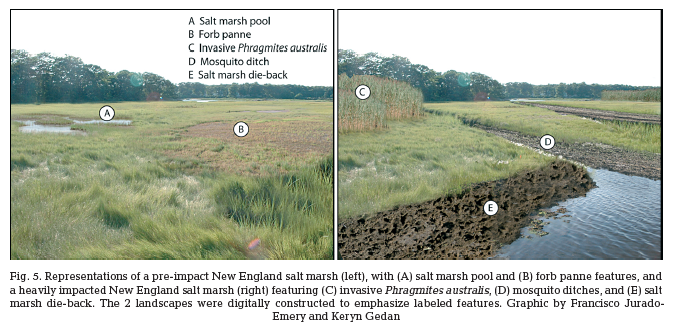 Centuries of Human-Driven Change in Salt Marsh Ecosystems