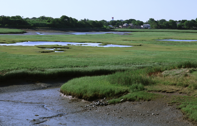 a story for the marsh, sad