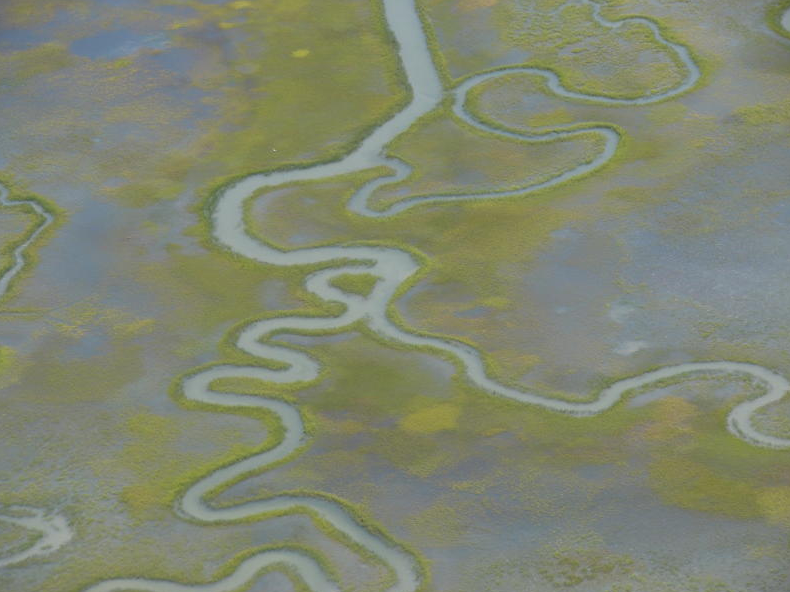 salt marshes ameliorate climate change