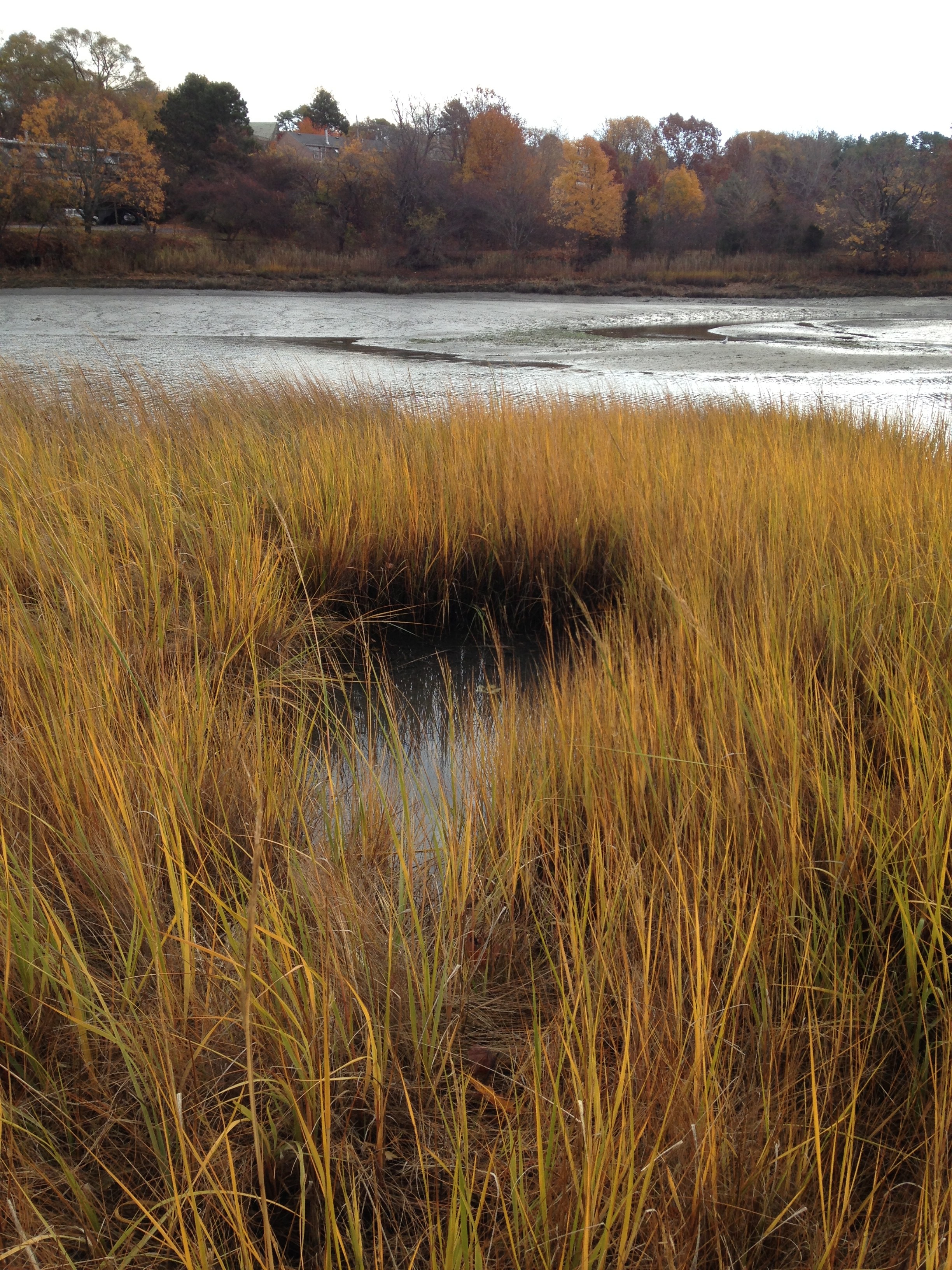 Growing Spartina Alterniflora: Suggestions/Contacts