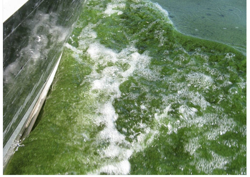 Blue-green algae